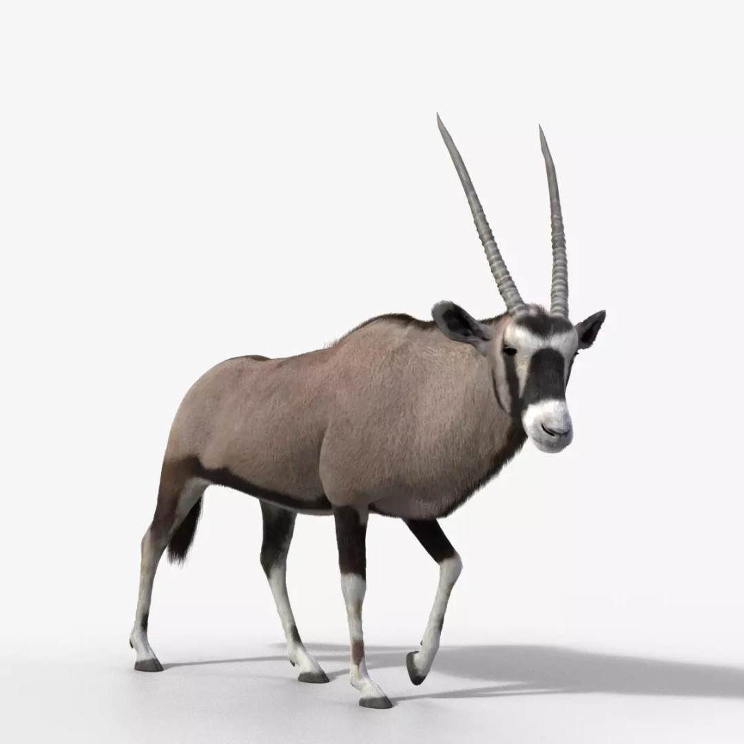 African Oryx 3D Model – Realistic Animated Rigged Asset, Blender & OBJ - View 2