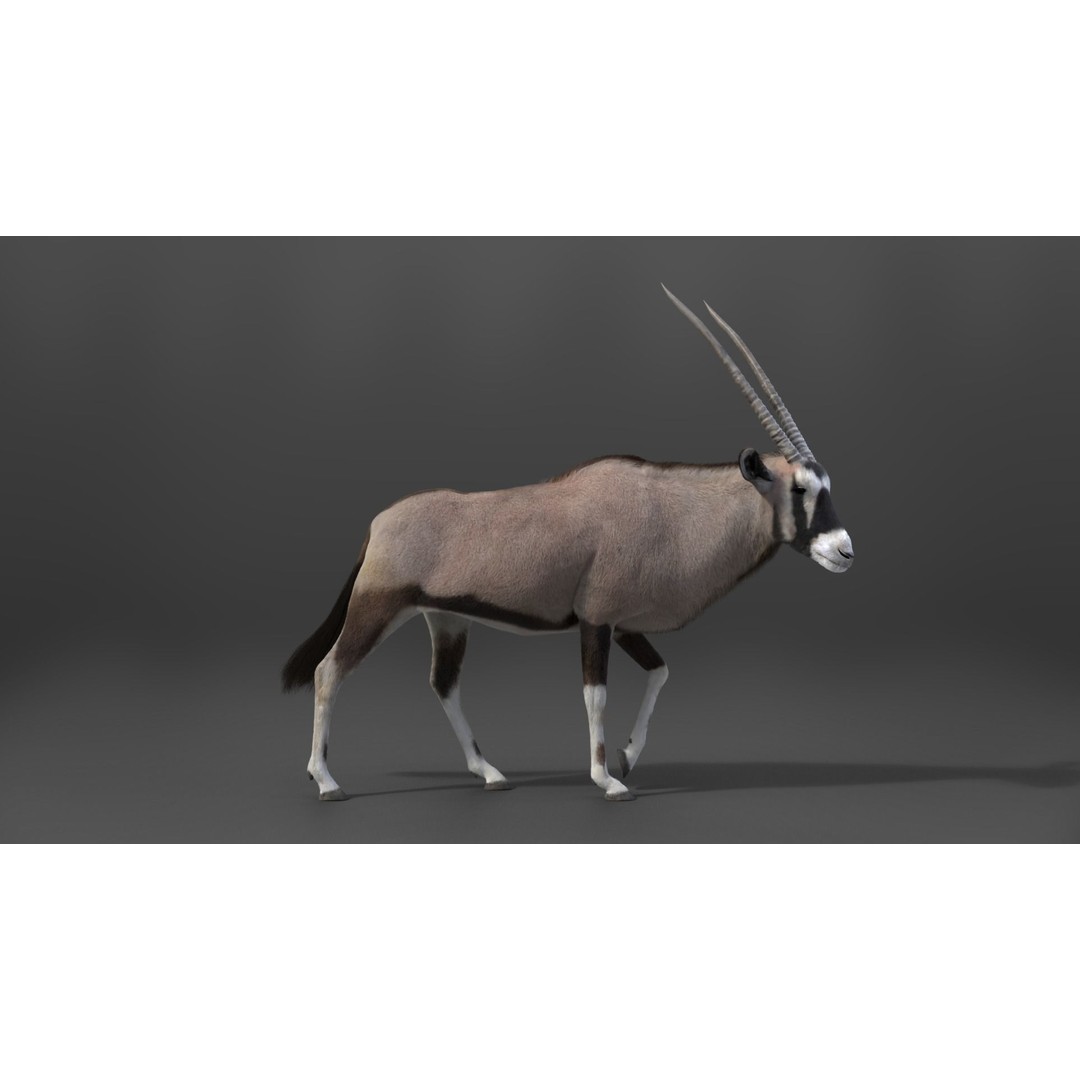 African Oryx 3D Model – Realistic Animated Rigged Asset, Blender & OBJ - View 3