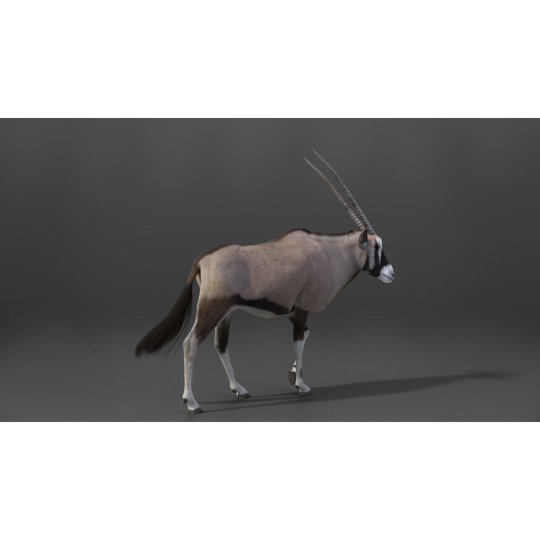 African Oryx 3D Model – Realistic Animated Rigged Asset, Blender & OBJ - View 6