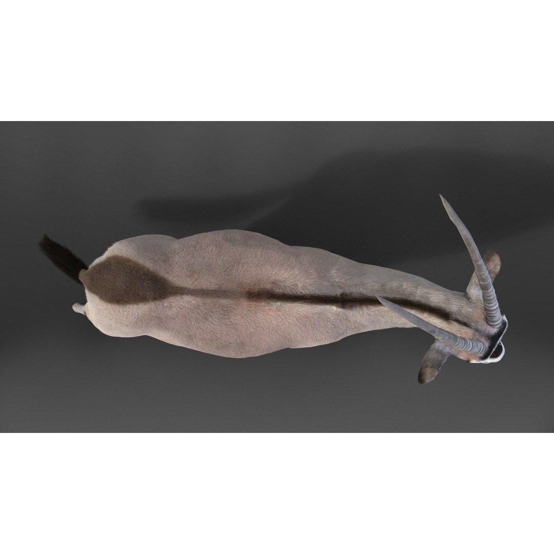 African Oryx 3D Model – Realistic Animated Rigged Asset, Blender & OBJ - View 7