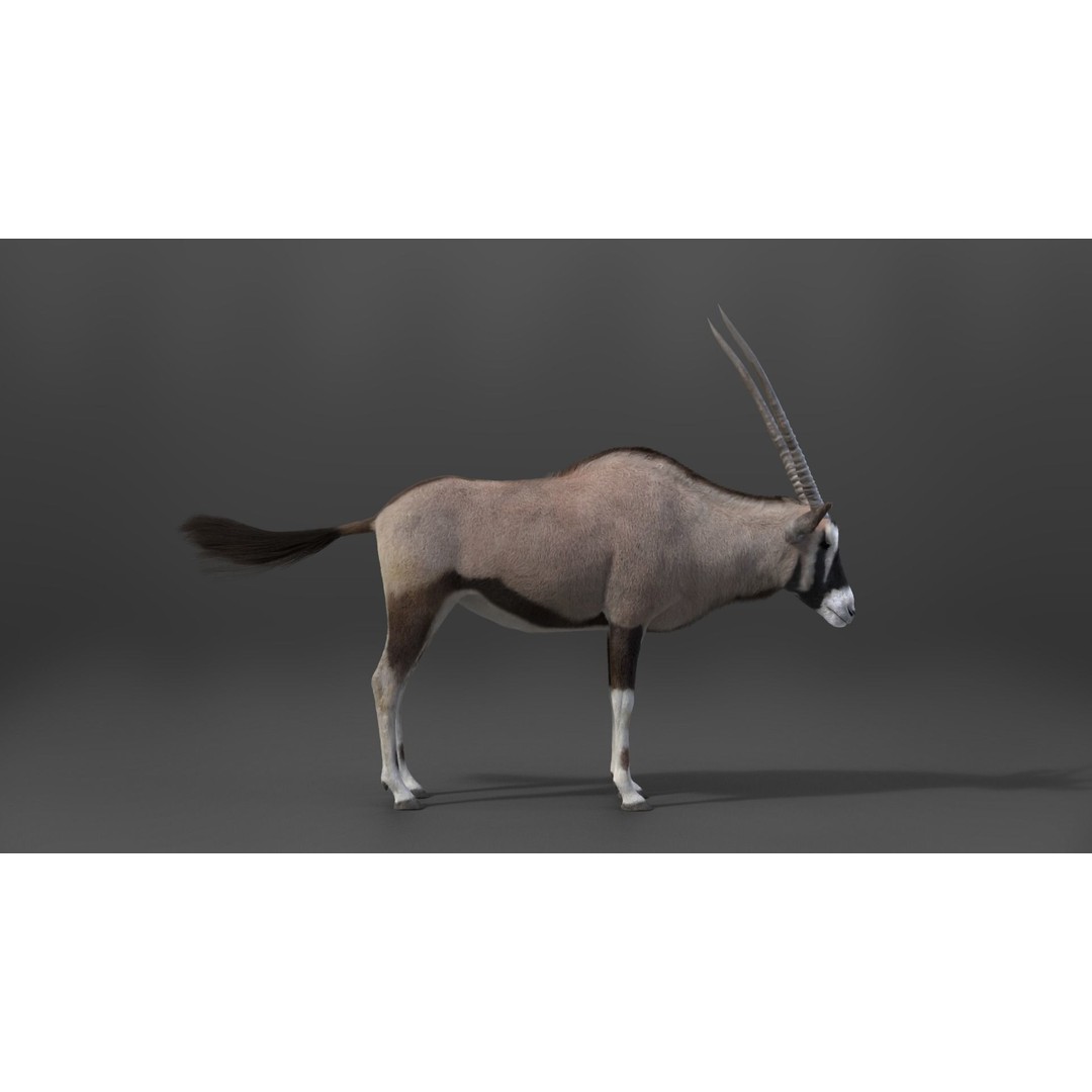 African Oryx 3D Model – Realistic Animated Rigged Asset, Blender & OBJ - View 8