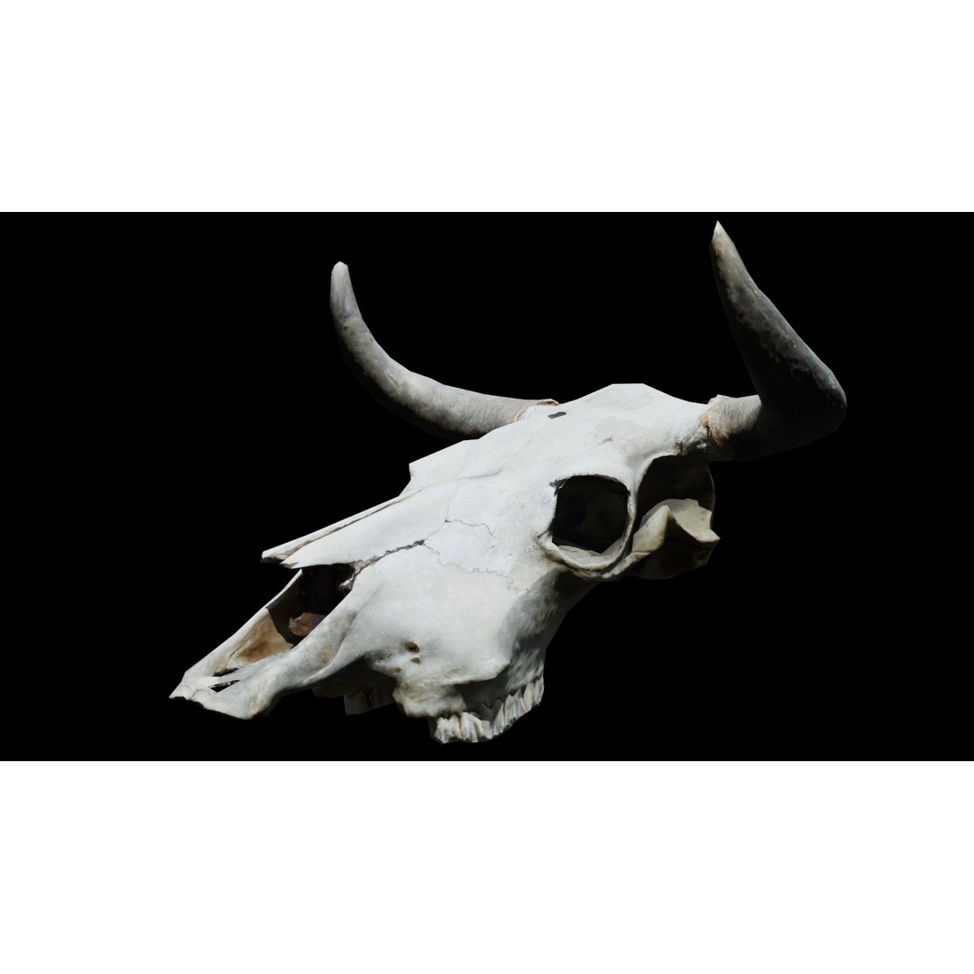 Cow Skull 3D Model – Realistic PBR Asset for Game Ready Use