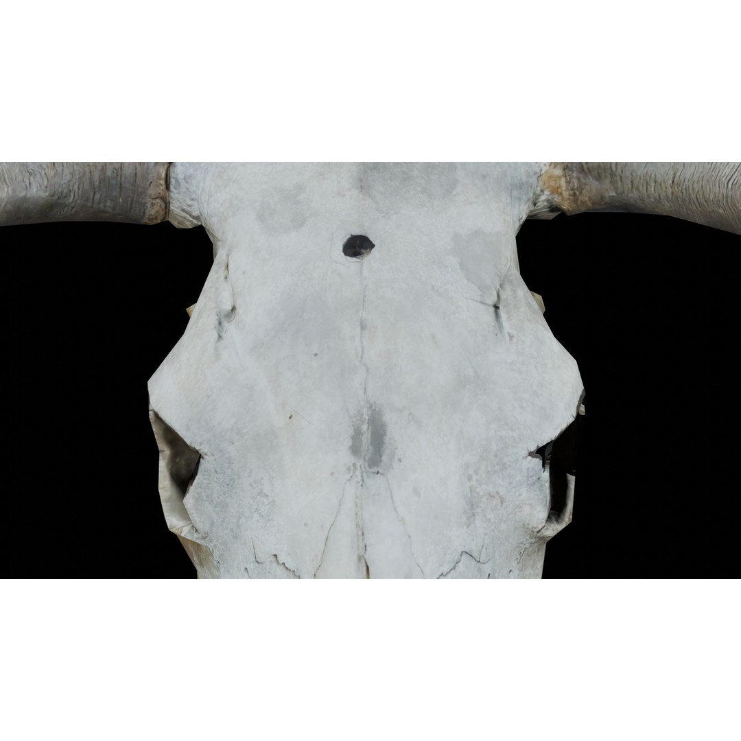 Cow Skull 3D Model – Realistic PBR Asset for Game Ready Use - View 10