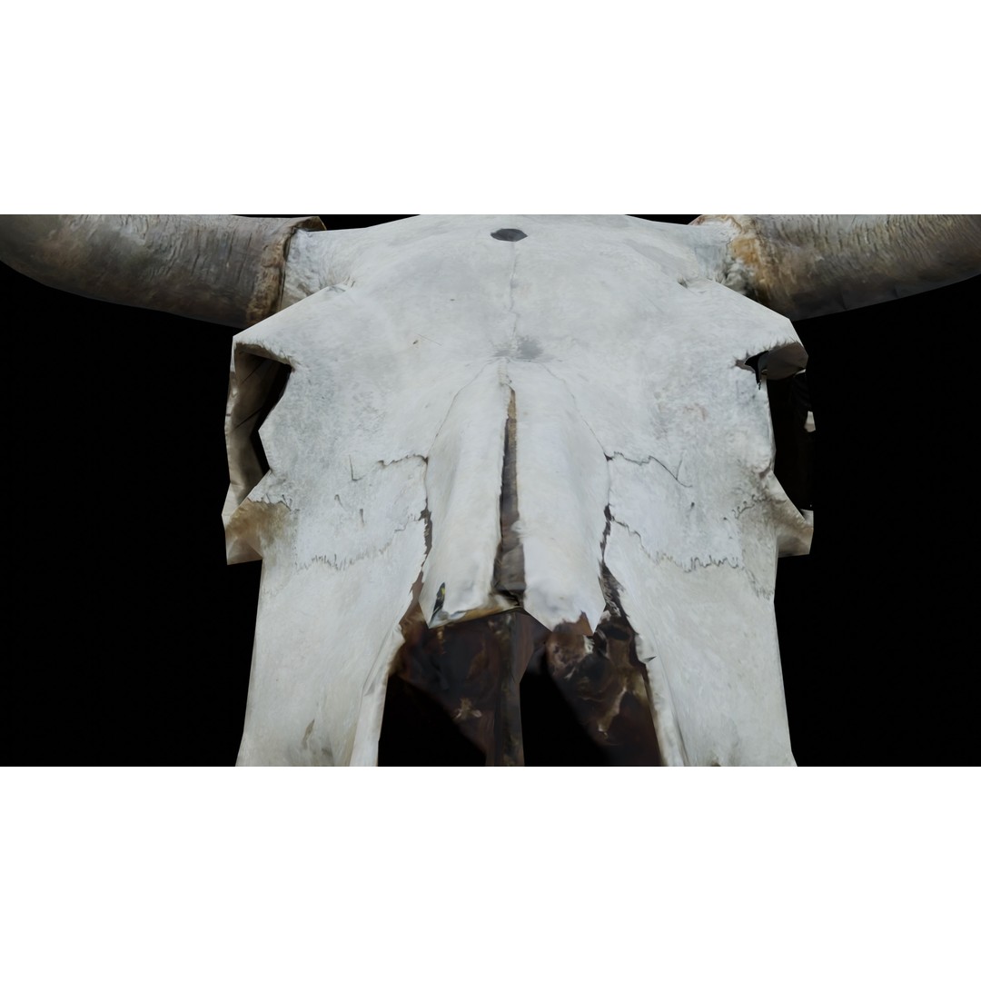Cow Skull 3D Model – Realistic PBR Asset for Game Ready Use - View 11