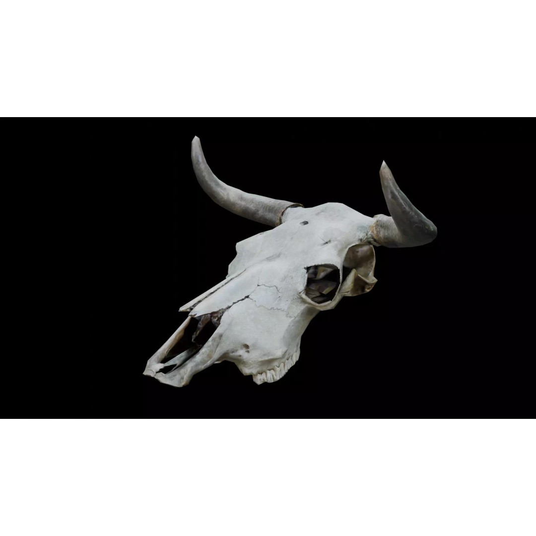 Cow Skull 3D Model – Realistic PBR Asset for Game Ready Use - View 2
