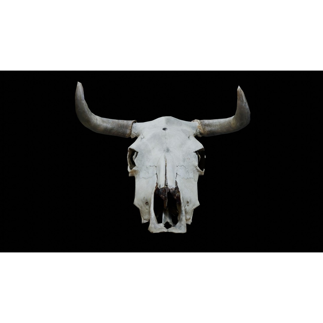 Cow Skull 3D Model – Realistic PBR Asset for Game Ready Use - View 3
