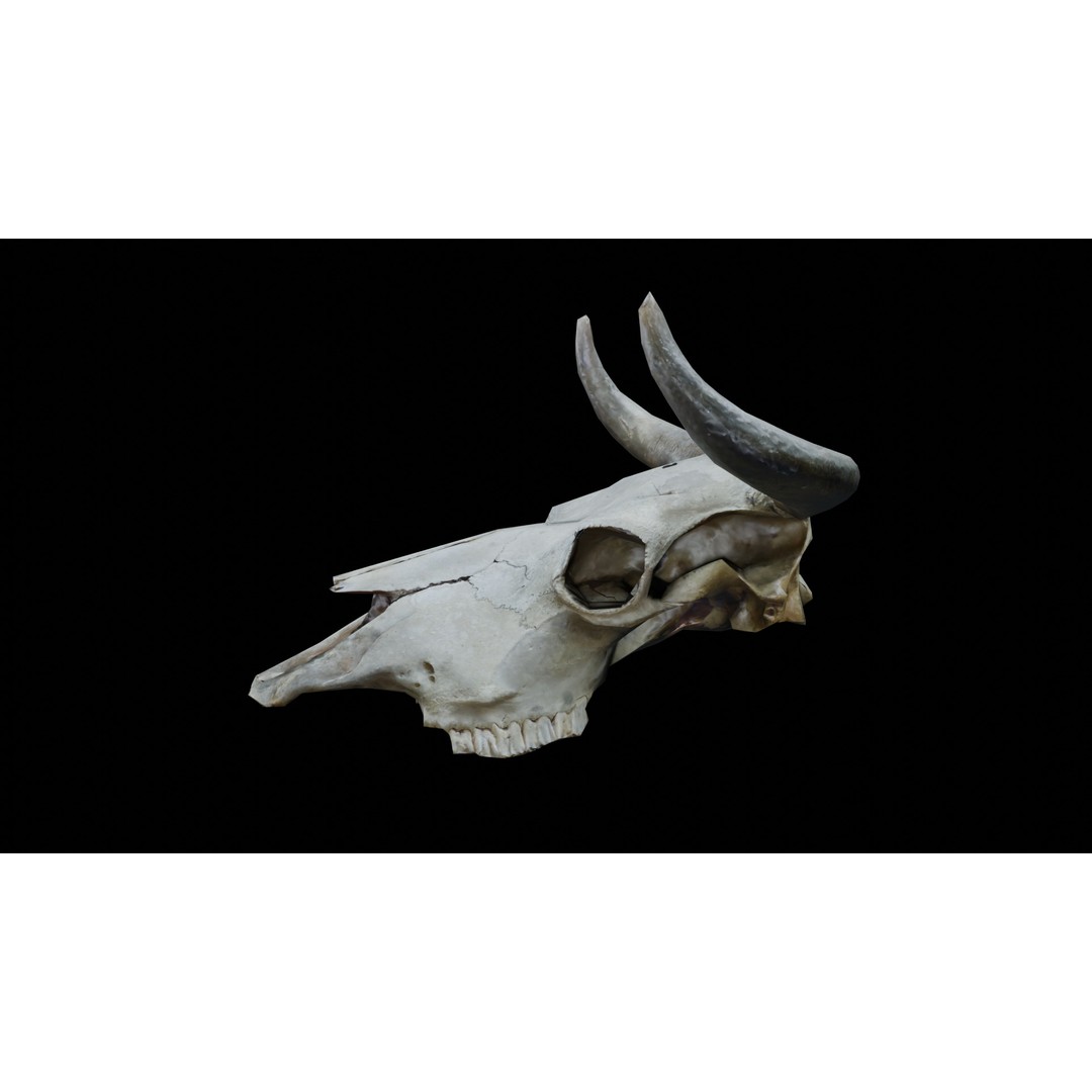 Cow Skull 3D Model – Realistic PBR Asset for Game Ready Use - View 4