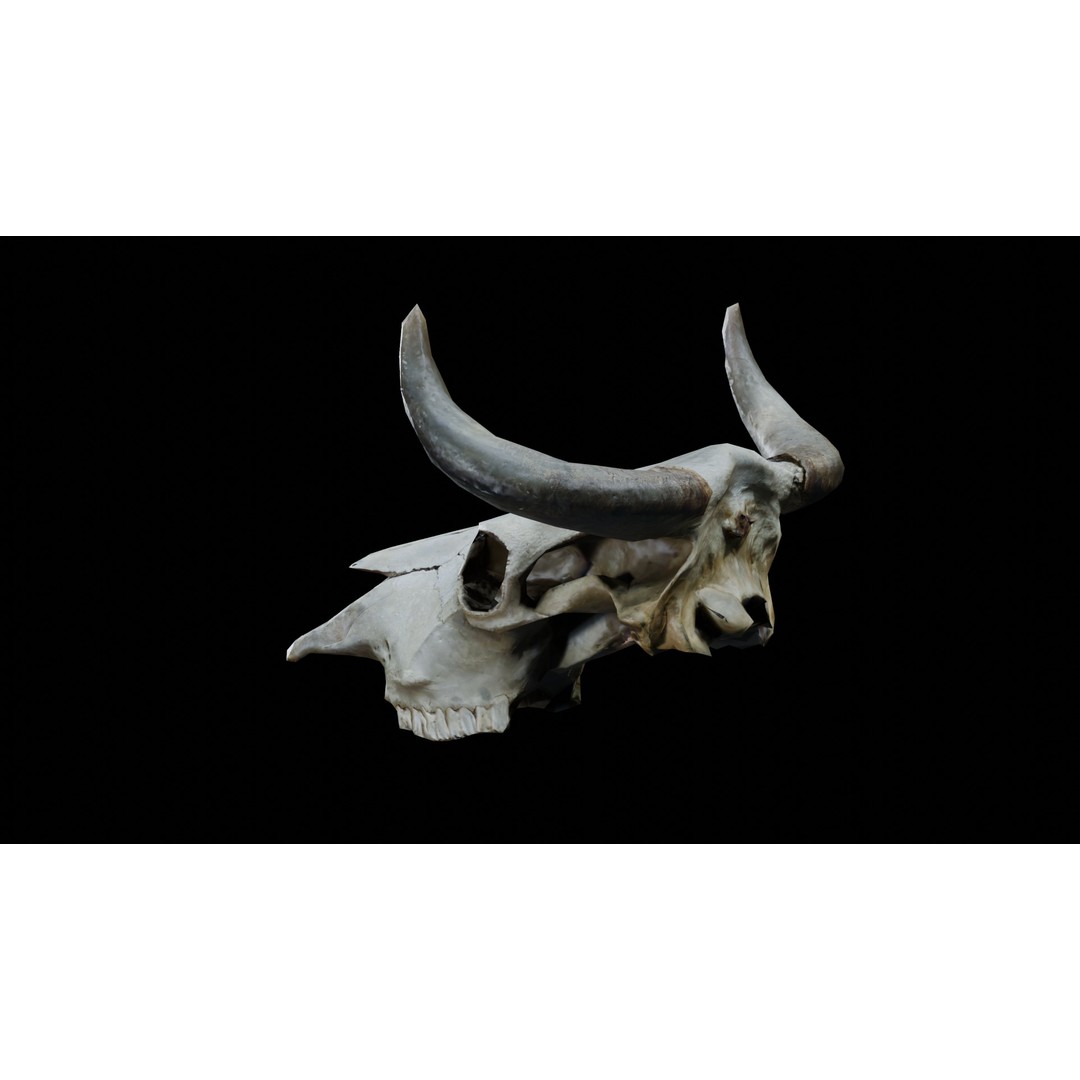 Cow Skull 3D Model – Realistic PBR Asset for Game Ready Use - View 5