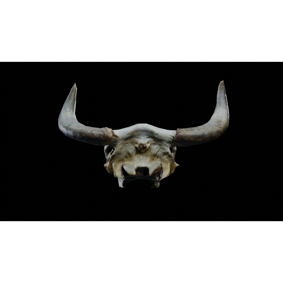 Cow Skull 3D Model – Realistic PBR Asset for Game Ready Use - View 6