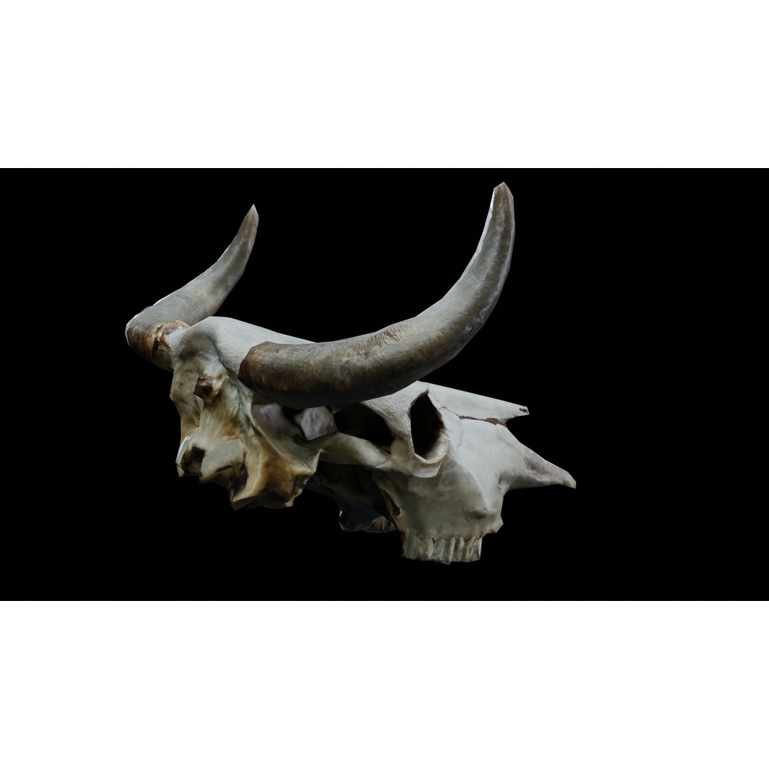 Cow Skull 3D Model – Realistic PBR Asset for Game Ready Use - View 7