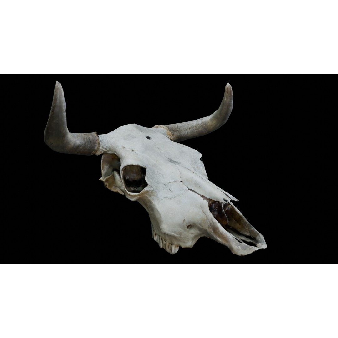 Cow Skull 3D Model – Realistic PBR Asset for Game Ready Use - View 8
