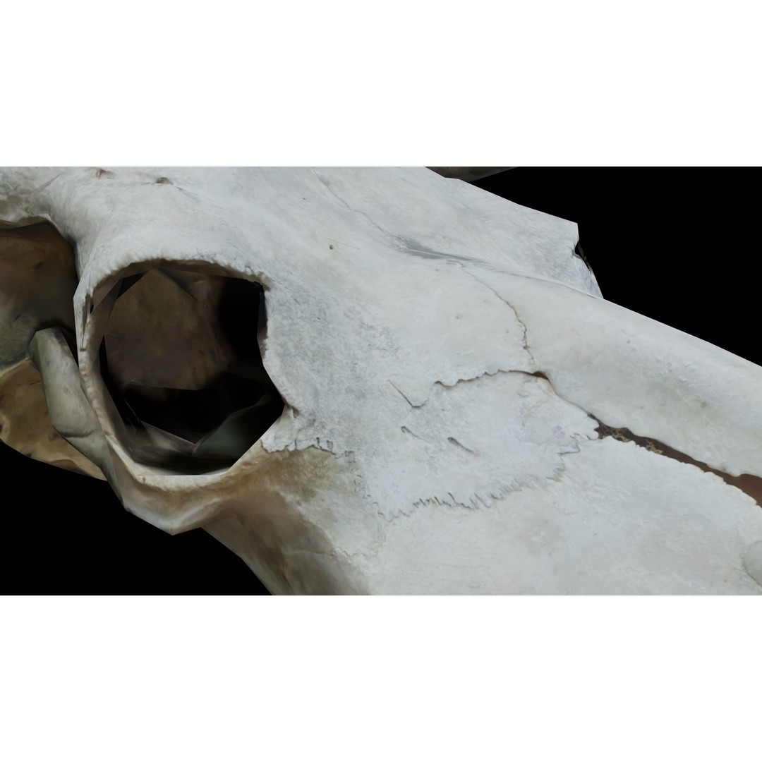Cow Skull 3D Model – Realistic PBR Asset for Game Ready Use - View 9