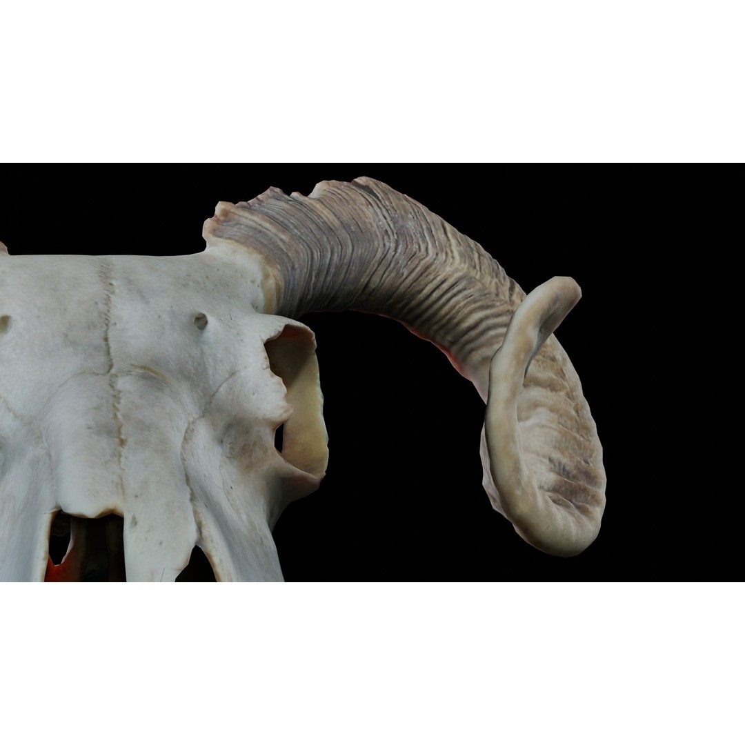Ram Skull 3D Model – Realistic PBR Asset, Game-Ready FBX - View 10