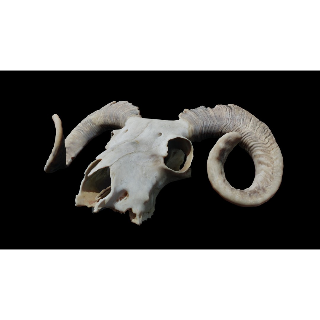 Ram Skull 3D Model – Realistic PBR Asset, Game-Ready FBX - View 11