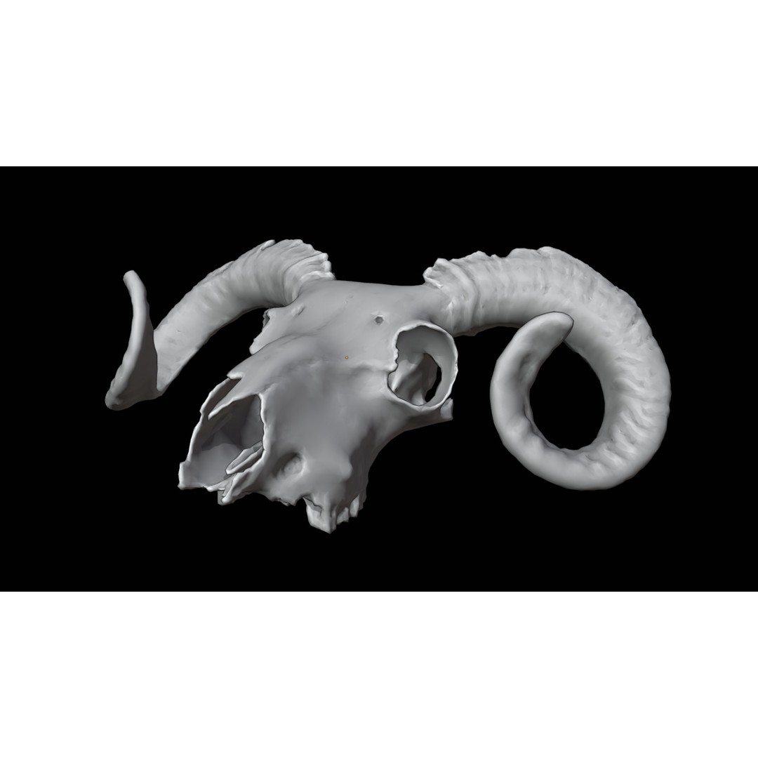 Ram Skull 3D Model – Realistic PBR Asset, Game-Ready FBX - View 12