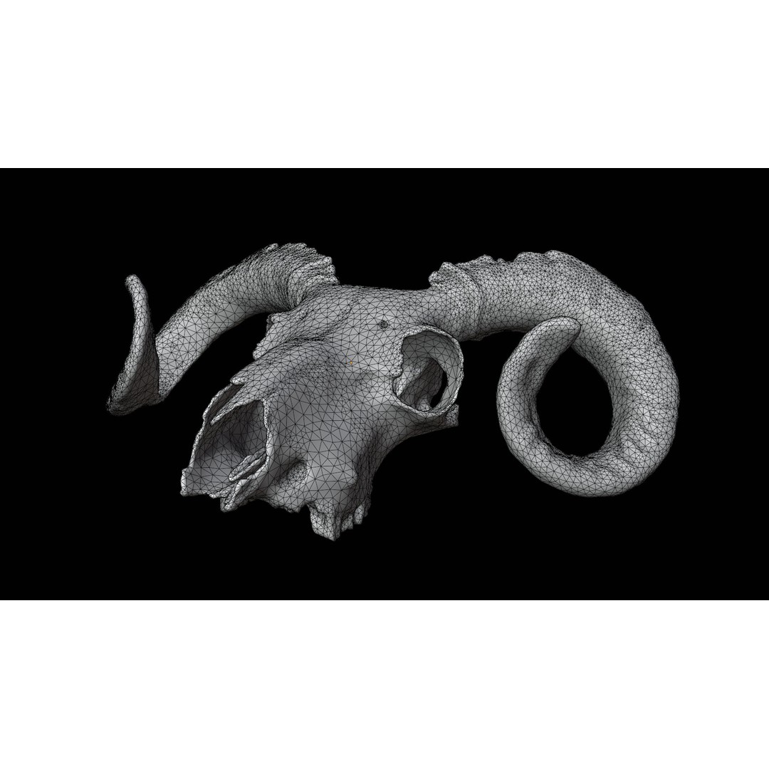 Ram Skull 3D Model – Realistic PBR Asset, Game-Ready FBX - View 13