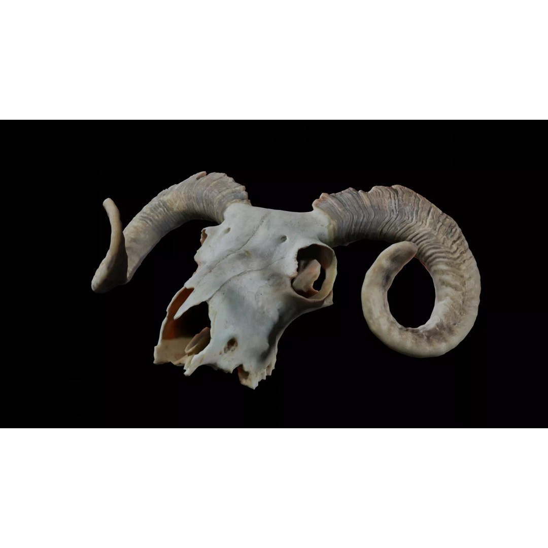 Ram Skull 3D Model – Realistic PBR Asset, Game-Ready FBX - View 2