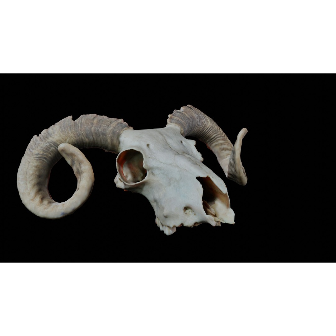 Ram Skull 3D Model – Realistic PBR Asset, Game-Ready FBX - View 3