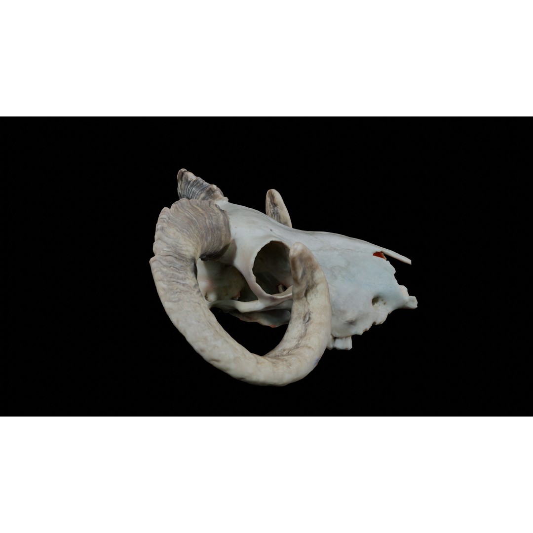 Ram Skull 3D Model – Realistic PBR Asset, Game-Ready FBX - View 4