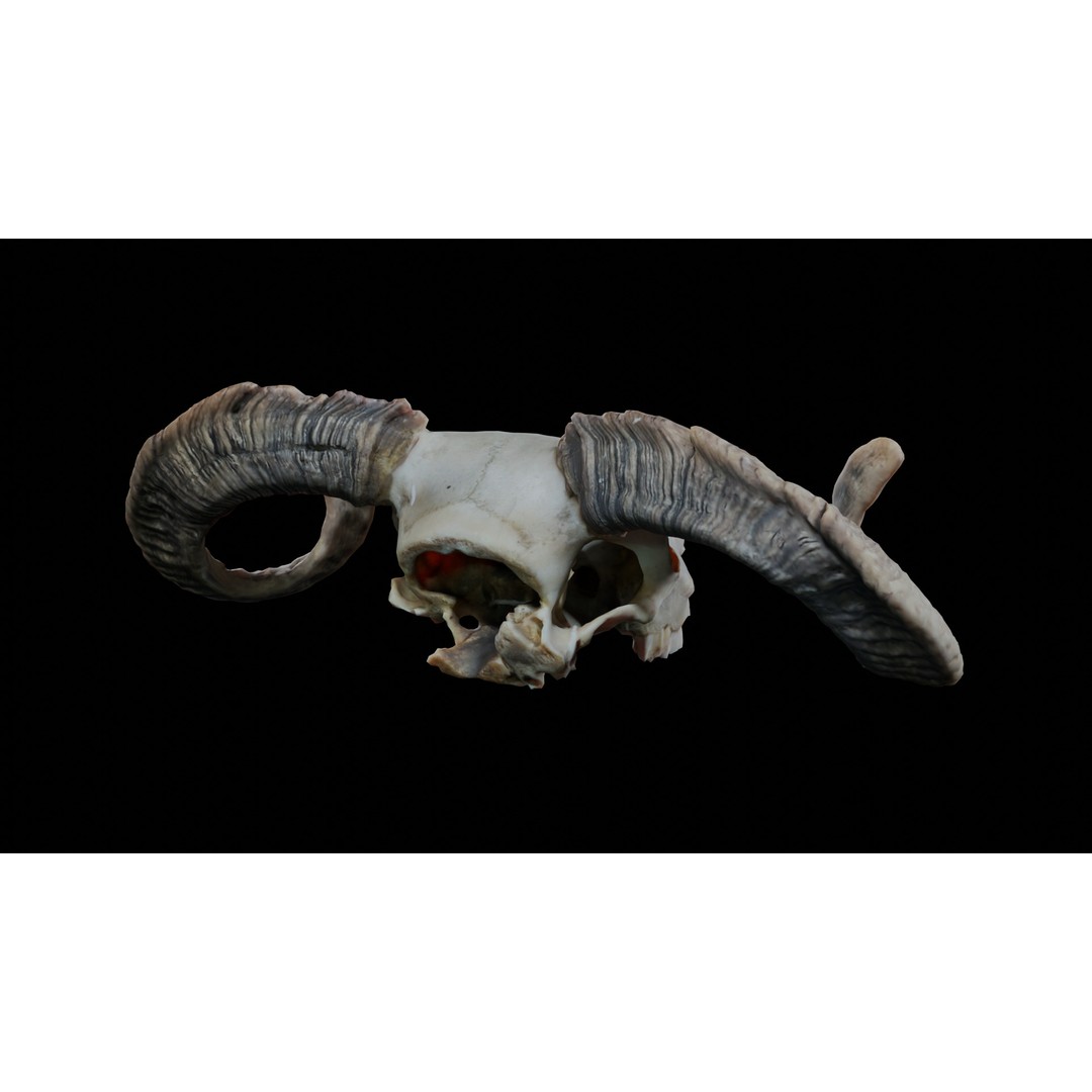 Ram Skull 3D Model – Realistic PBR Asset, Game-Ready FBX - View 5