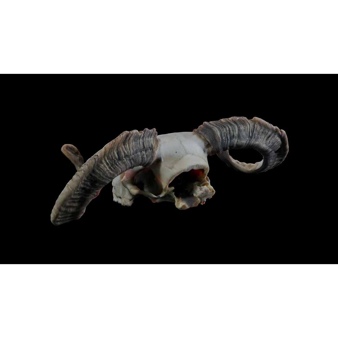 Ram Skull 3D Model – Realistic PBR Asset, Game-Ready FBX - View 6