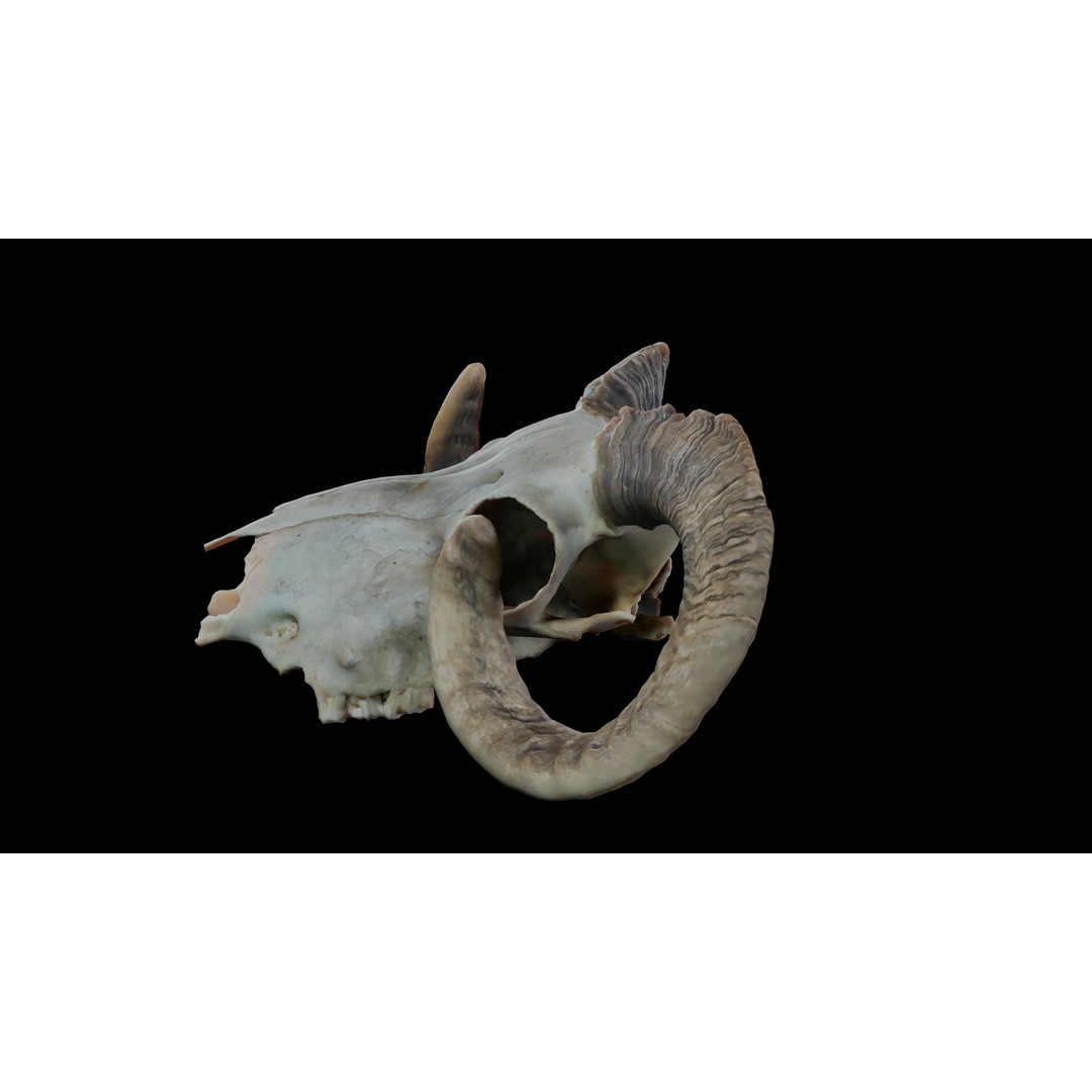 Ram Skull 3D Model – Realistic PBR Asset, Game-Ready FBX - View 7
