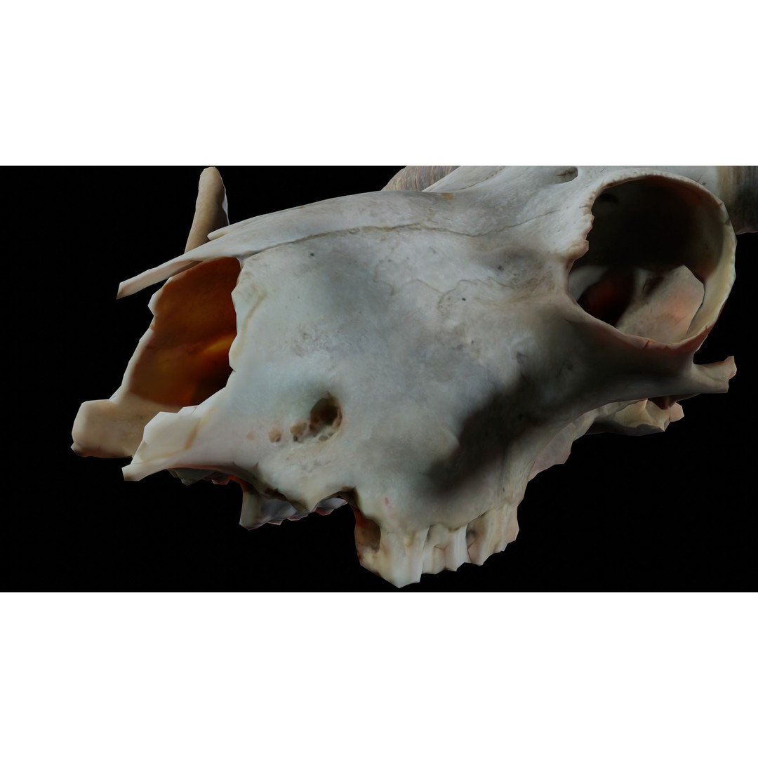 Ram Skull 3D Model – Realistic PBR Asset, Game-Ready FBX - View 8