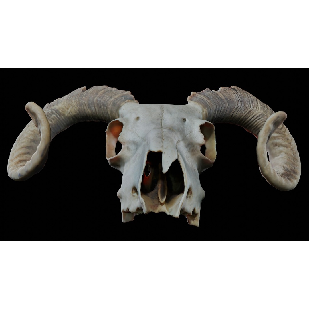 Ram Skull 3D Model – Realistic PBR Asset, Game-Ready FBX - View 9