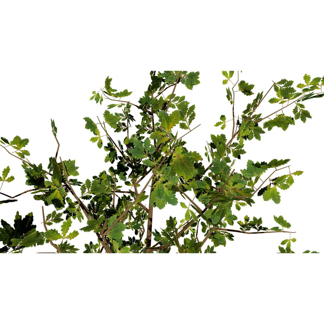 Quercus Tree Pack 3D Model – Low Poly Game Asset, FBX, PBR - View 10