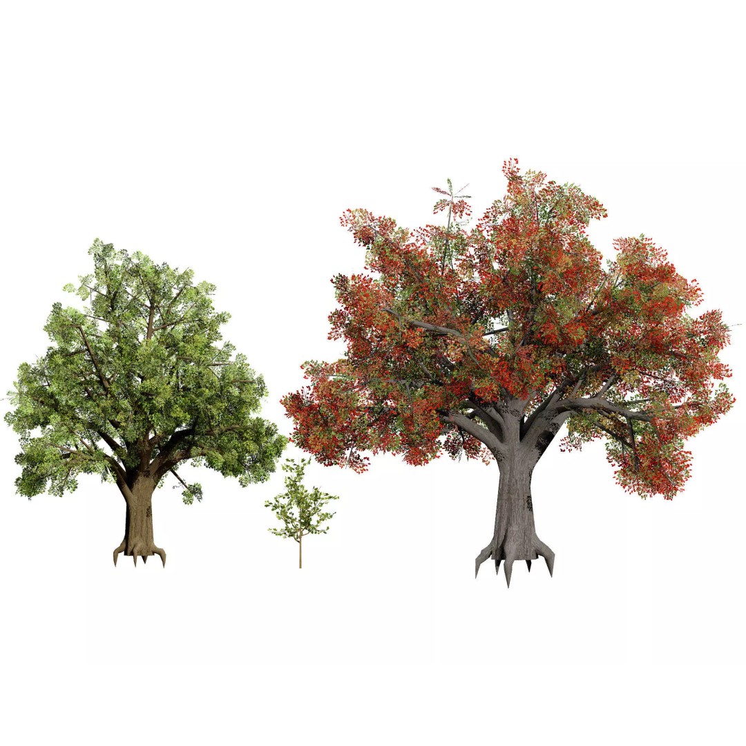 Quercus Tree Pack 3D Model – Low Poly Game Asset, FBX, PBR - View 2