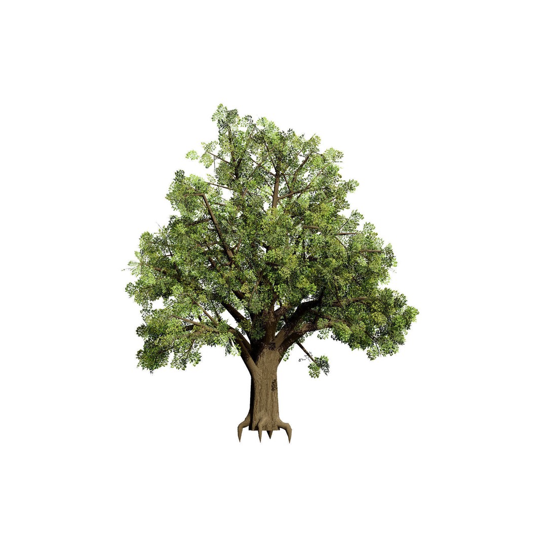 Quercus Tree Pack 3D Model – Low Poly Game Asset, FBX, PBR - View 4