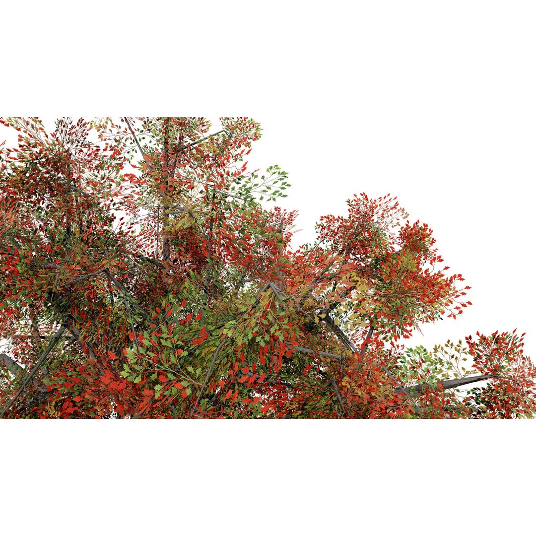 Quercus Tree Pack 3D Model – Low Poly Game Asset, FBX, PBR - View 5