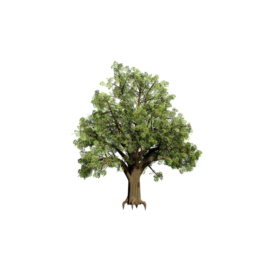 Quercus Tree Pack 3D Model – Low Poly Game Asset, FBX, PBR - View 7