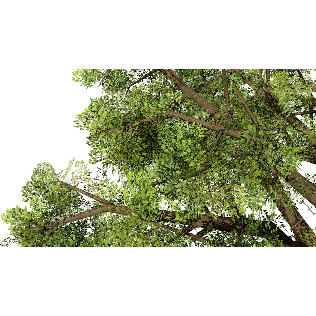 Quercus Tree Pack 3D Model – Low Poly Game Asset, FBX, PBR - View 8