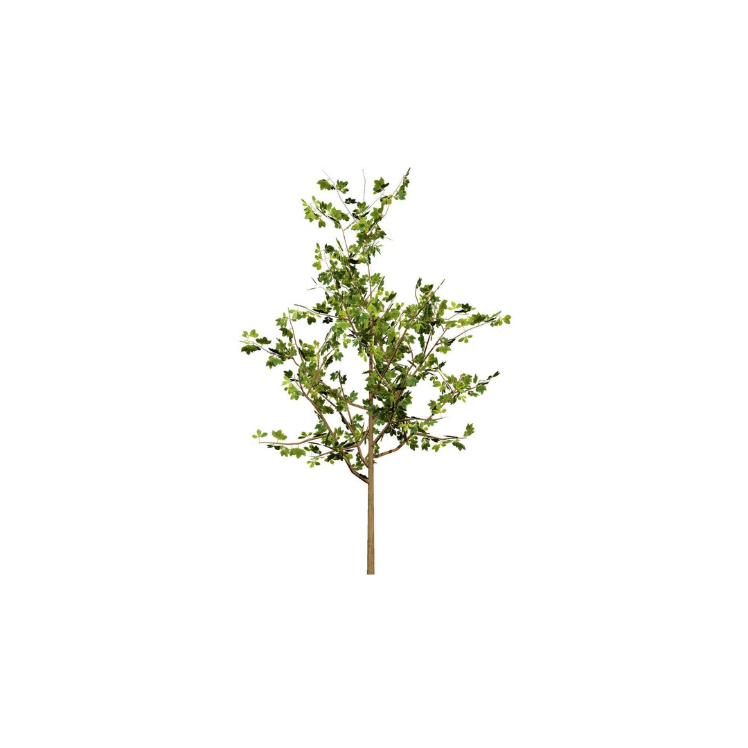 Quercus Tree Pack 3D Model – Low Poly Game Asset, FBX, PBR - View 9