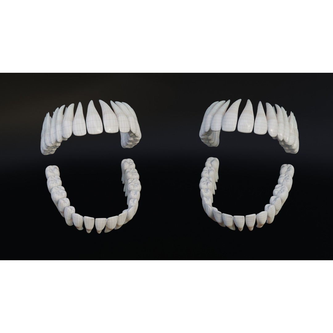 Realistic Human Teeth 3D Model – Low Poly Game Ready with PBR Textures - View 11