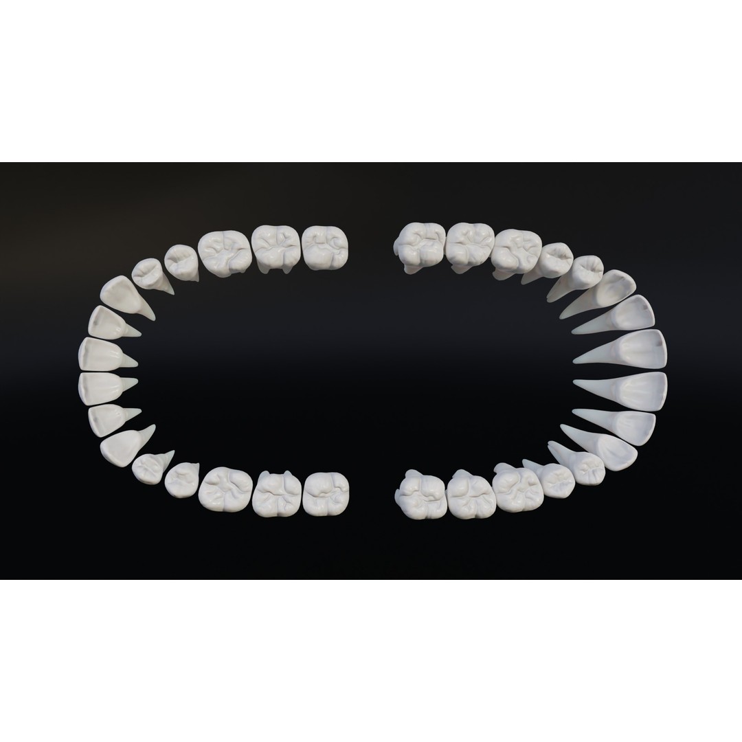 Realistic Human Teeth 3D Model – Low Poly Game Ready with PBR Textures - View 13