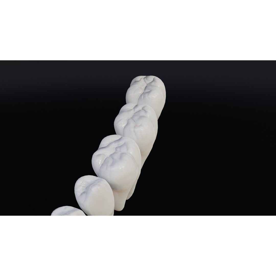 Realistic Human Teeth 3D Model – Low Poly Game Ready with PBR Textures - View 14