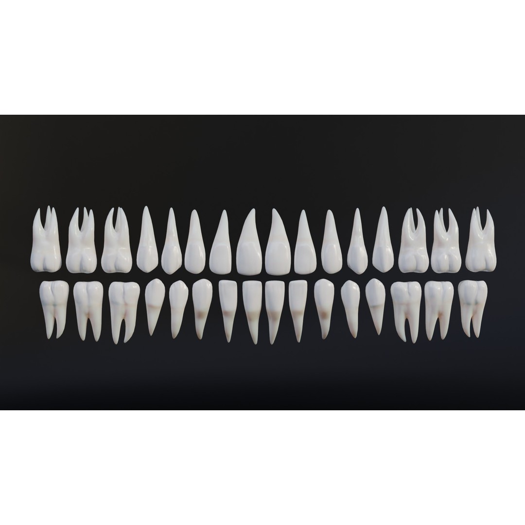 Realistic Human Teeth 3D Model – Low Poly Game Ready with PBR Textures - View 16