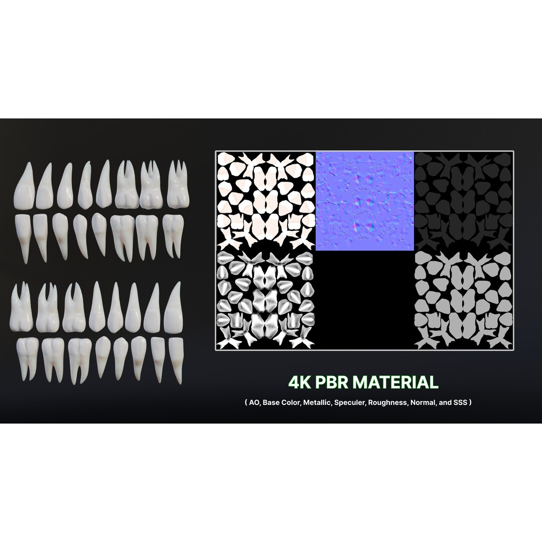 Realistic Human Teeth 3D Model – Low Poly Game Ready with PBR Textures - View 17