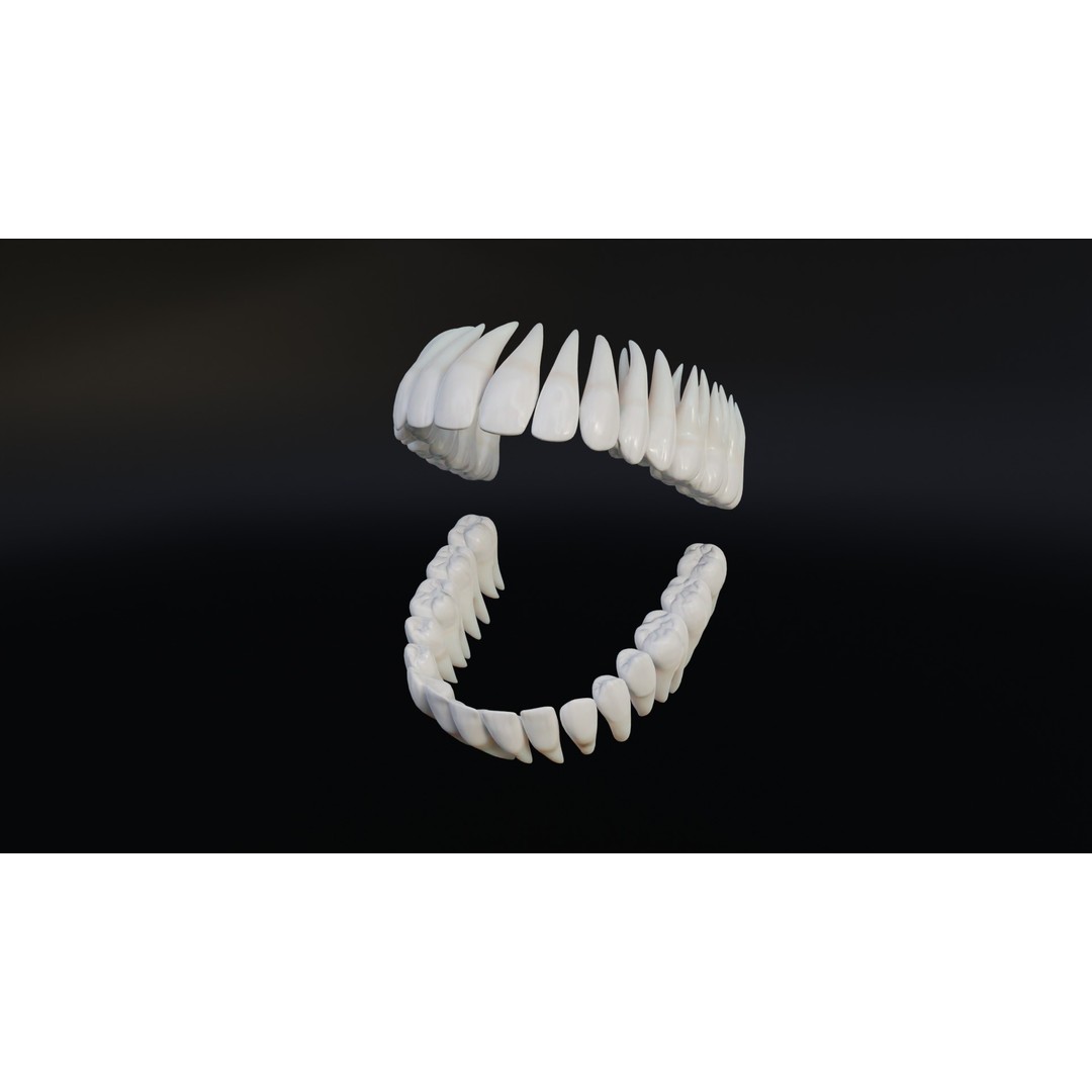 Realistic Human Teeth 3D Model – Low Poly Game Ready with PBR Textures - View 3