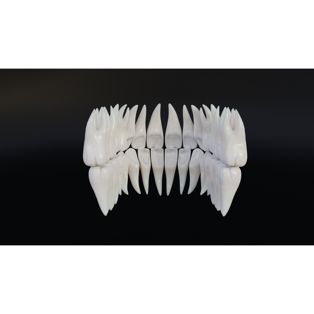 Realistic Human Teeth 3D Model – Low Poly Game Ready with PBR Textures - View 8