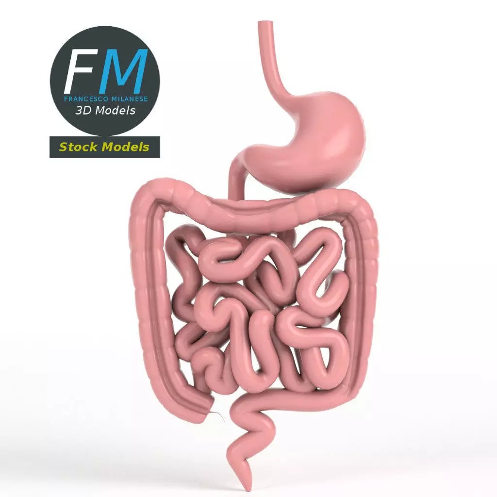 Digestive System 3D Model – PBR Game-Ready Asset, FBX & OBJ - View 2