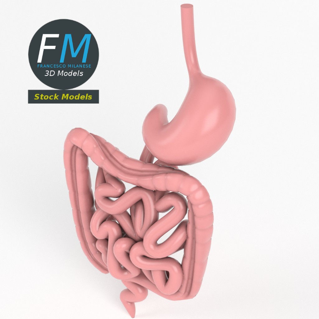 Digestive System 3D Model – PBR Game-Ready Asset, FBX & OBJ - View 3