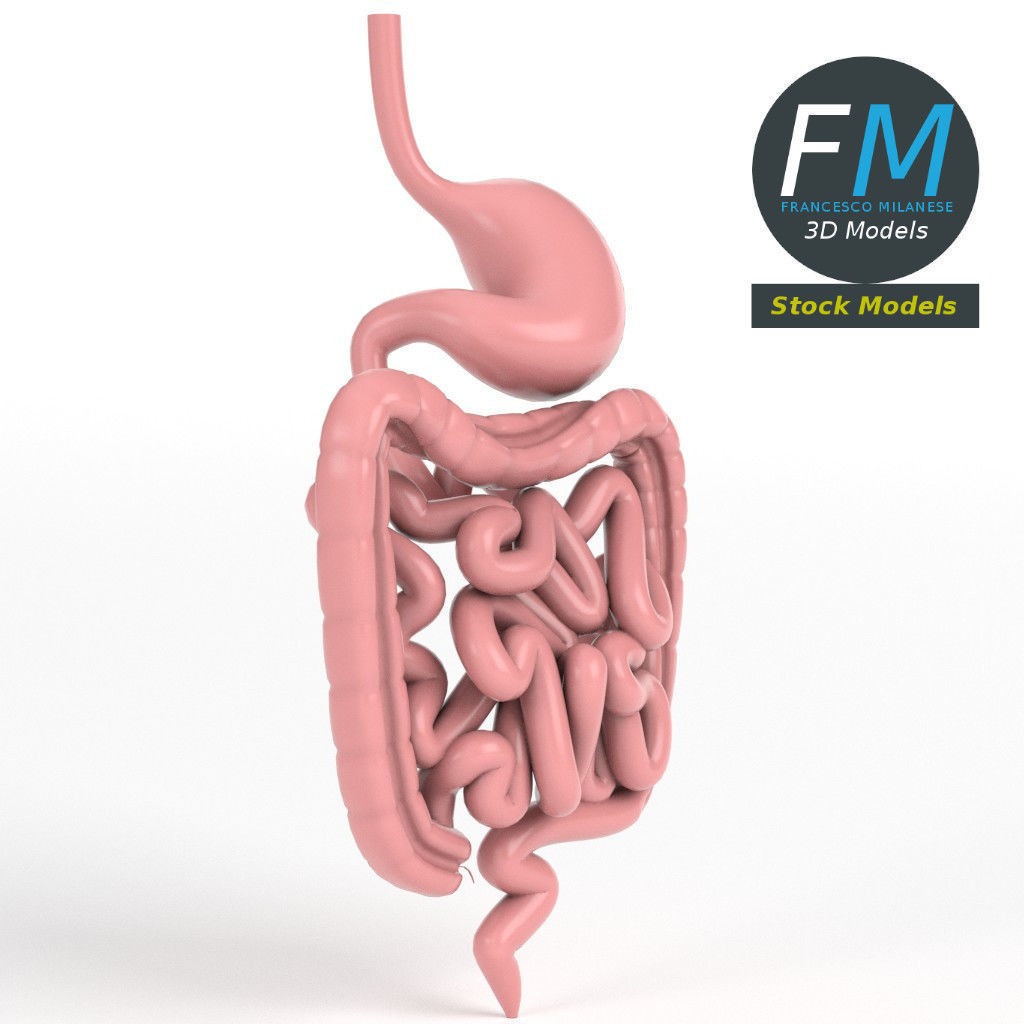 Digestive System 3D Model – PBR Game-Ready Asset, FBX & OBJ - View 4