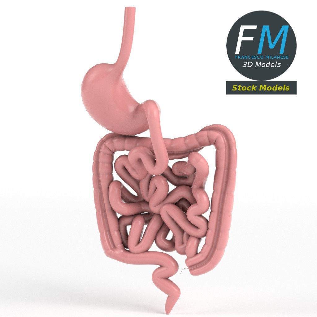 Digestive System 3D Model – PBR Game-Ready Asset, FBX & OBJ - View 5