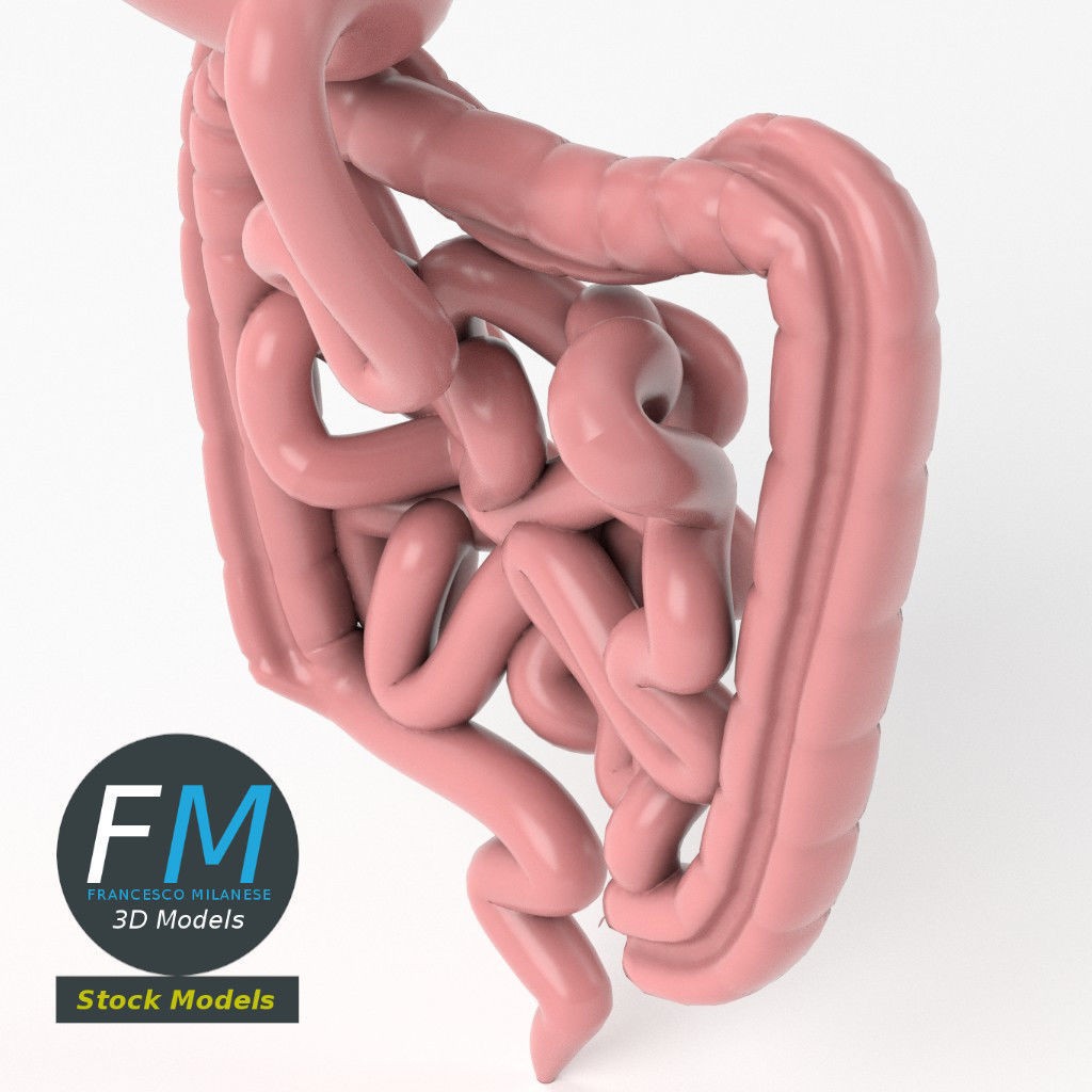 Digestive System 3D Model – PBR Game-Ready Asset, FBX & OBJ - View 6