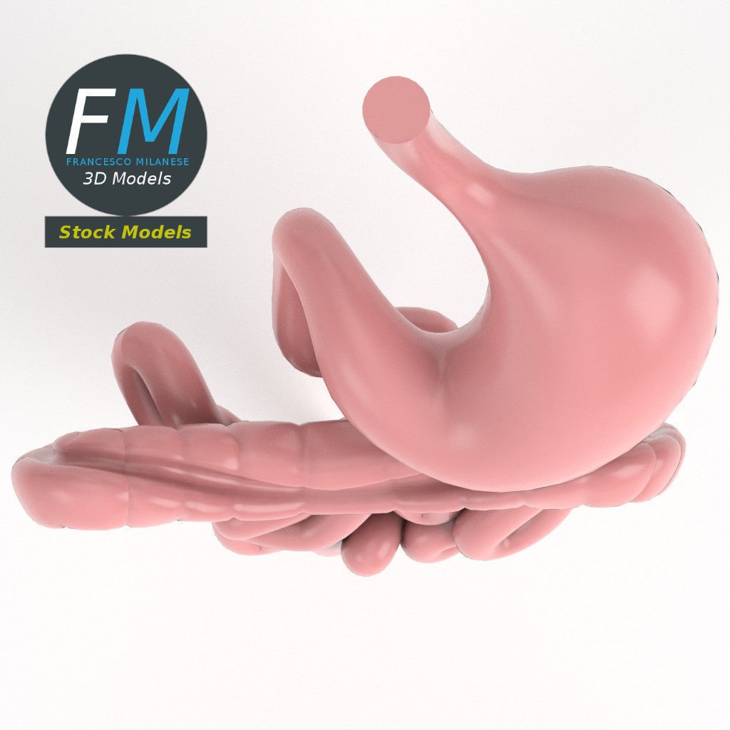 Digestive System 3D Model – PBR Game-Ready Asset, FBX & OBJ - View 7