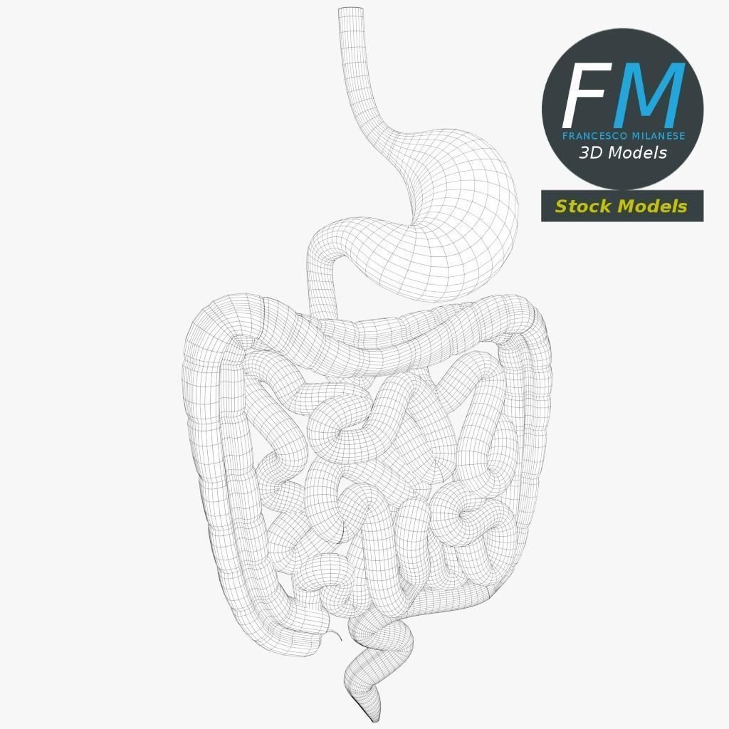 Digestive System 3D Model – PBR Game-Ready Asset, FBX & OBJ - View 8