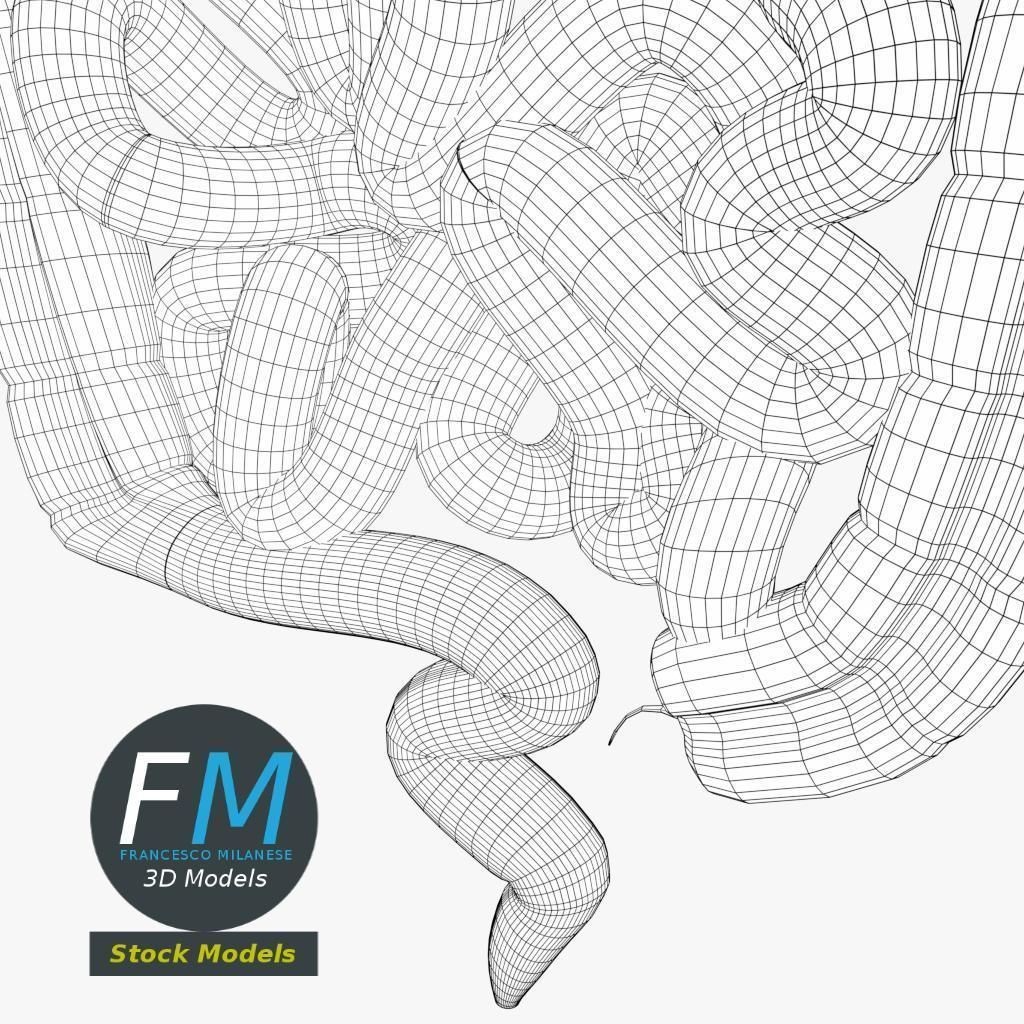 Digestive System 3D Model – PBR Game-Ready Asset, FBX & OBJ - View 9